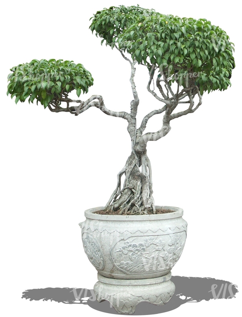 cut out asian tree in a decorative pot