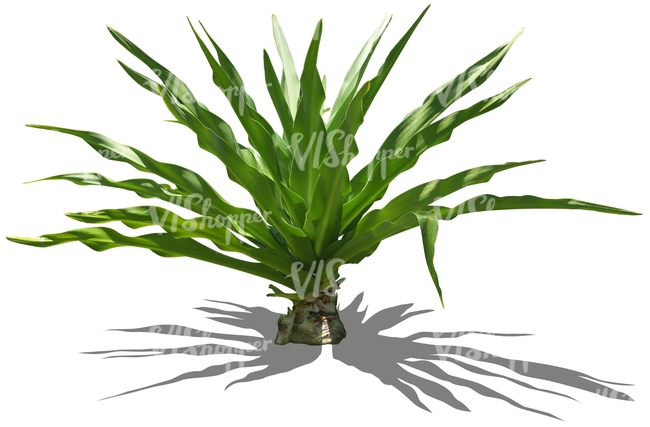 cut out small tropical plant