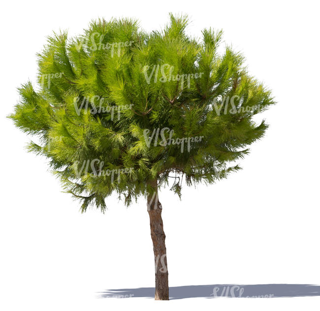 cut out bright green pine tree