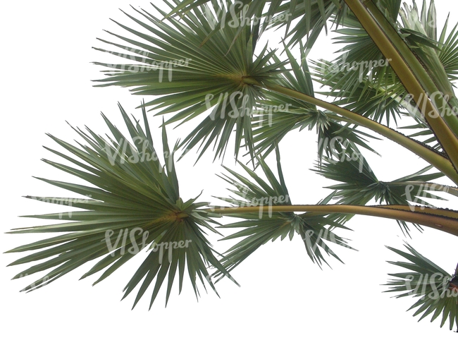 cut out branch of a palm tree