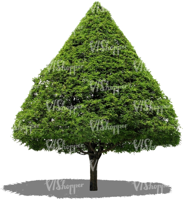 cut out conical tree