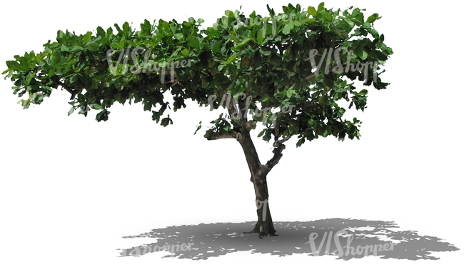 cut out deciduous tropical tree