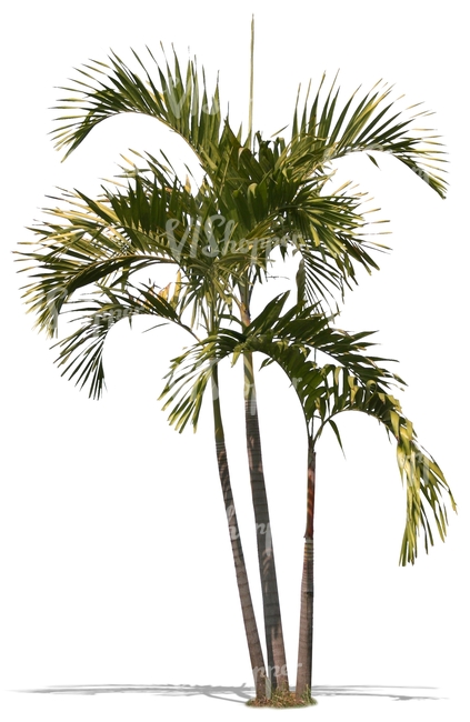 cut out small palm tree