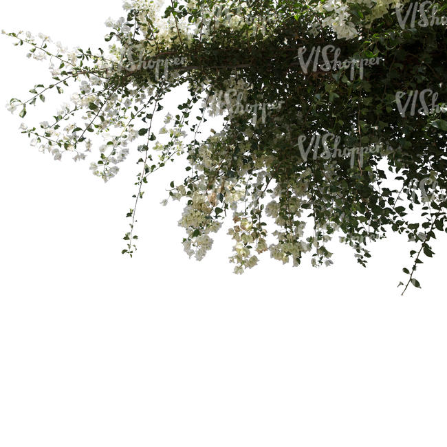 backlit branch with white blossoms