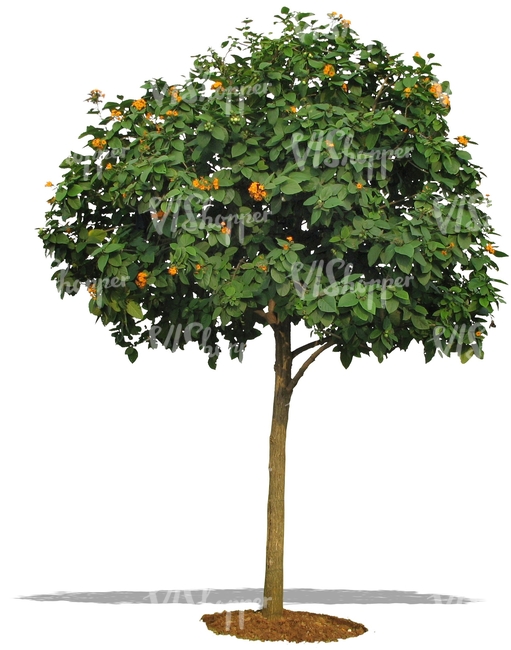 cut out blooming orange tree