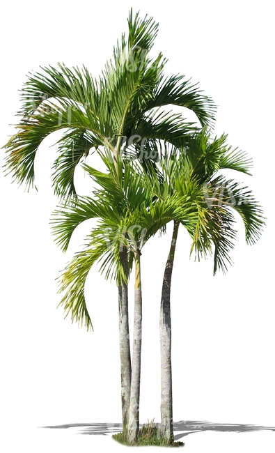 three cut out palm trees