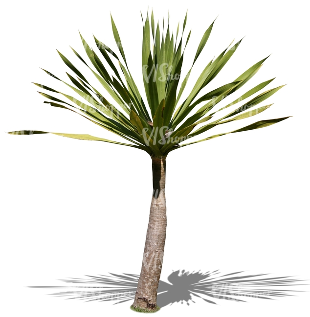 cut out small palm tree