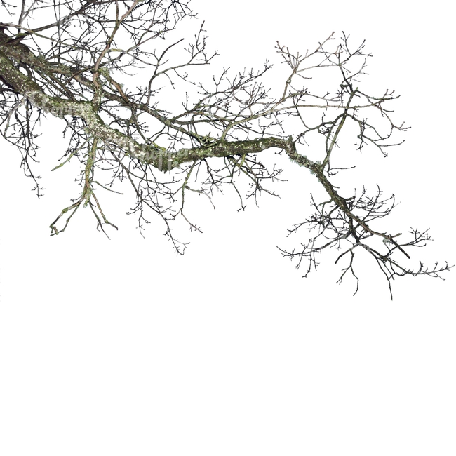 cut out leafless branch