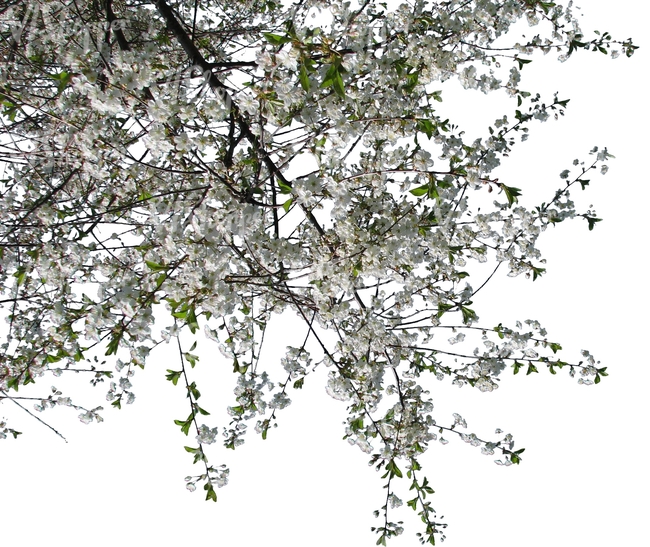 cut out blooming cherry tree branch