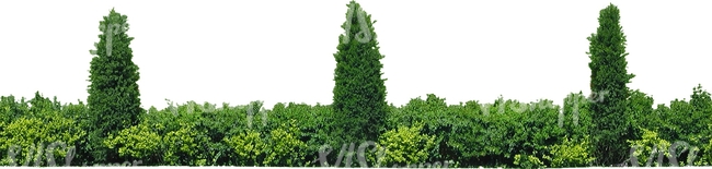cut out hedge with thujas