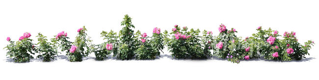 cut out row of pink blooming roses