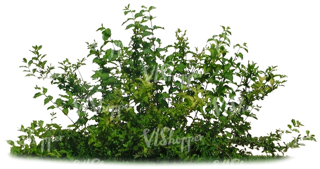 cut out small bush