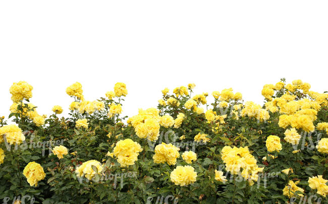 cut out yellow rose bush for foreground