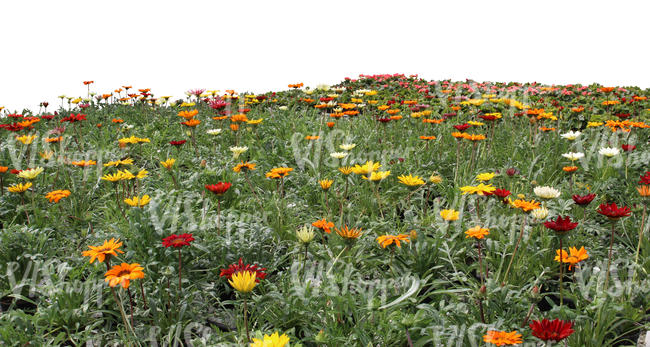 cut out field of flowers for foreground