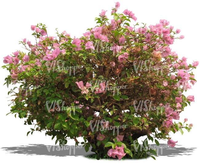cut out bush with pink blossoms