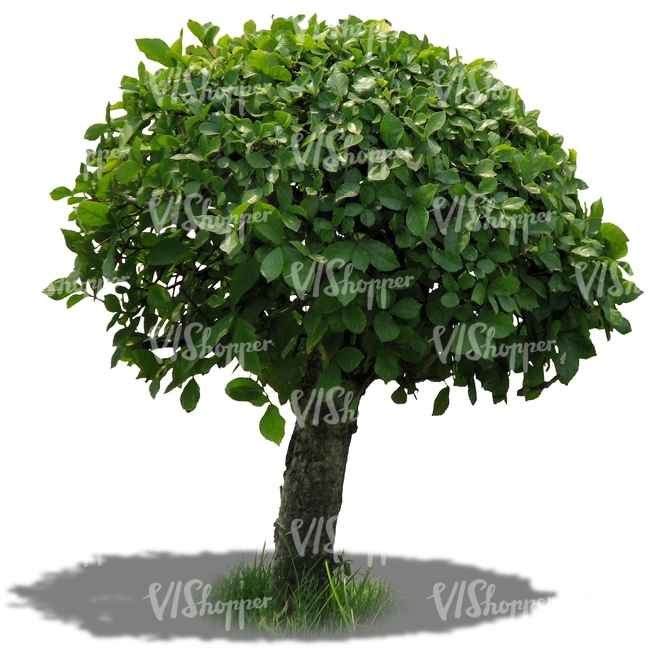 Cut out small round tree