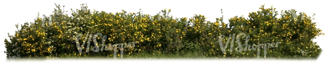 cut out hedge with yellow blossoms