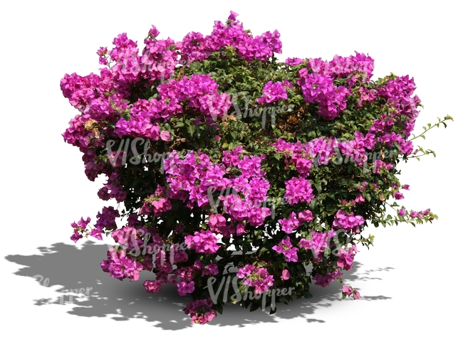 cut out bush with big violet blossoms