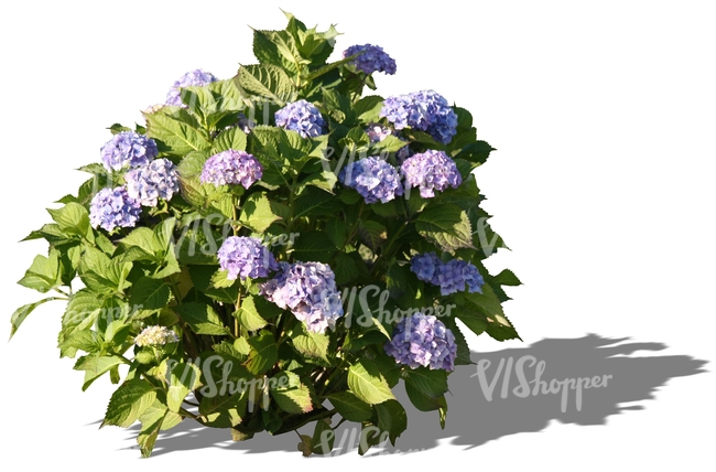 cut out small plant with blue blossoms