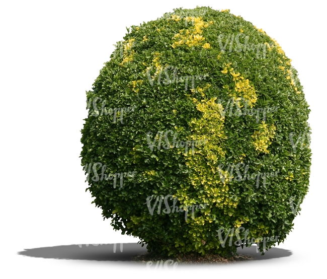 cut out round bush