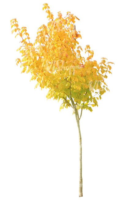 cut out small maple with yellow leaves