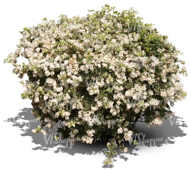 bush with white blossoms