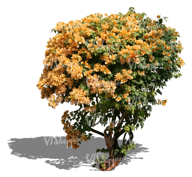 cut out bush with yellow blossoms