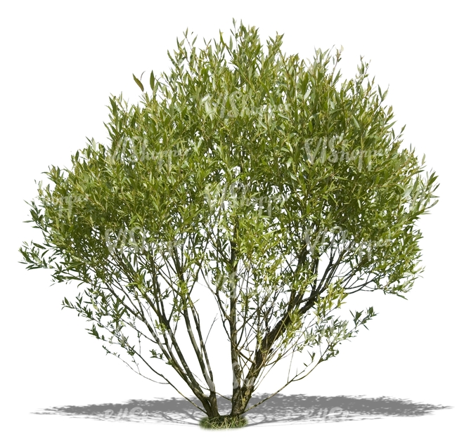cut out big bush