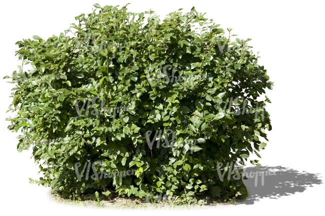 cut out small bush