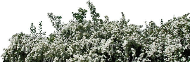 cut out branch with white blossoms