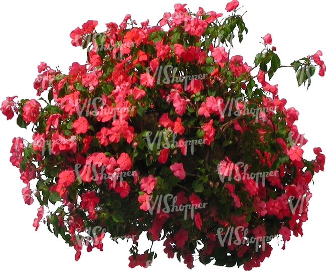 cut out plant with red blossoms