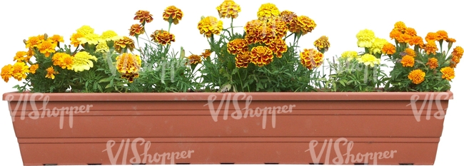 yellow flowers in a balcony basket