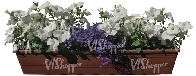 white flowers in a balcony basket