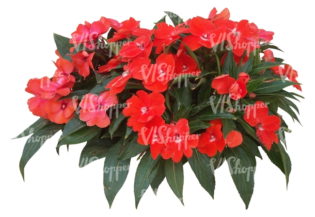 cut out small plant with red blossoms