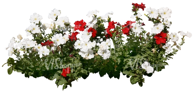 white and red flowers