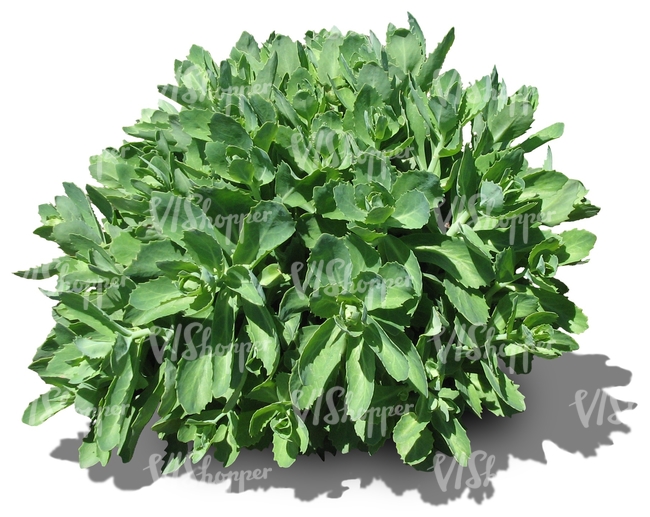 cut out round small plant
