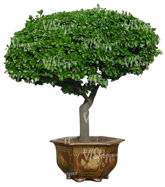 small tree in a metallic pot