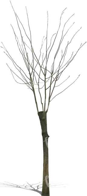 cut out small bare tree
