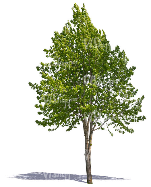 cut out medium size tree