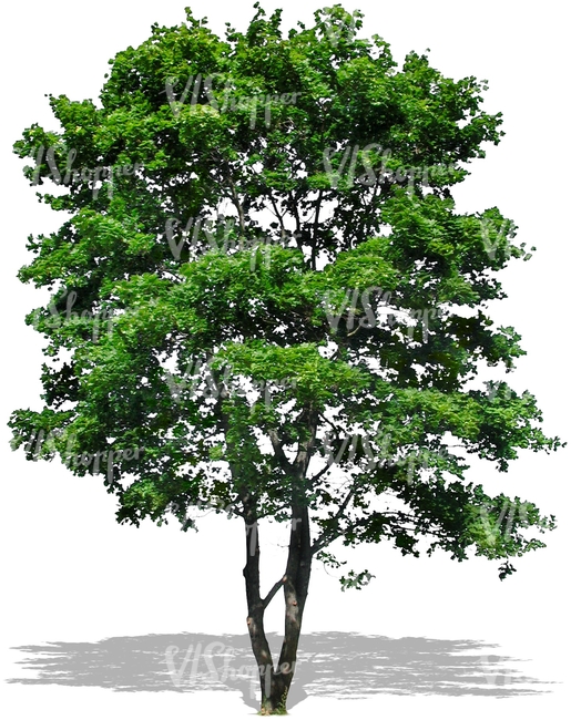 cut out deciduous tree