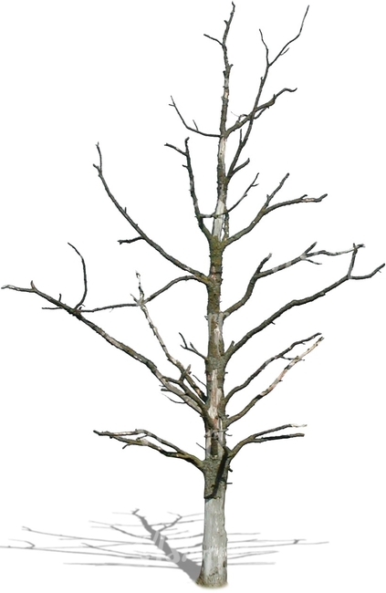 cut out small leafless tree