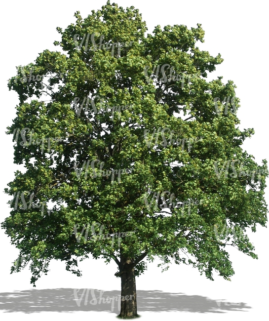 cut out tree with a thick crown