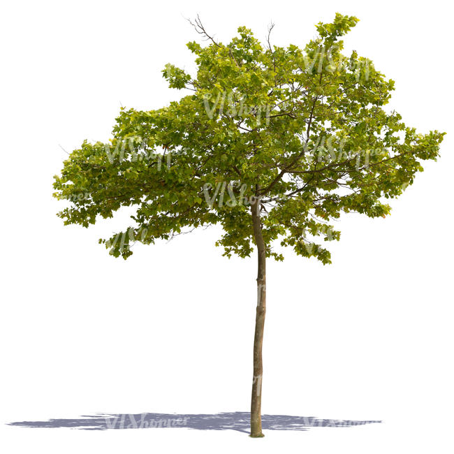 cut out medium size deciduous tree