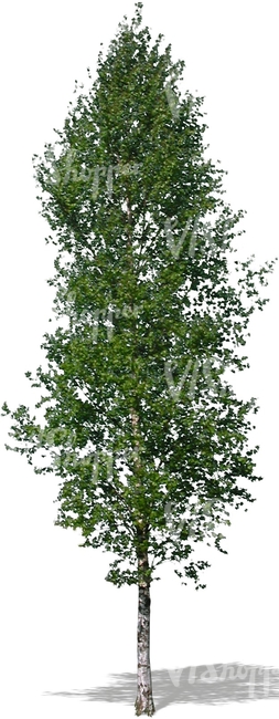 cut out big birch