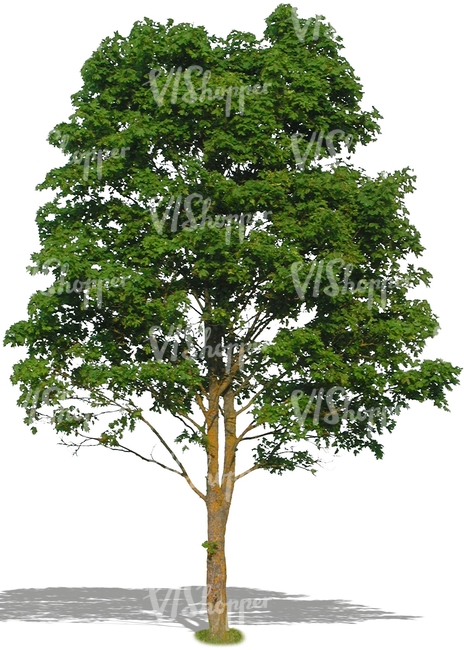 cut out big deciduous tree