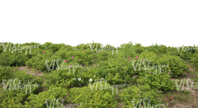 cut out foreground with blooming hip rose bushes