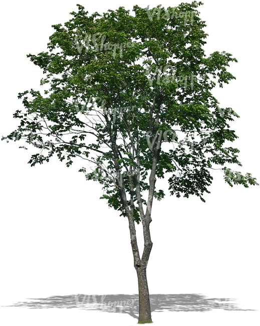 cut out medium deciduous tree