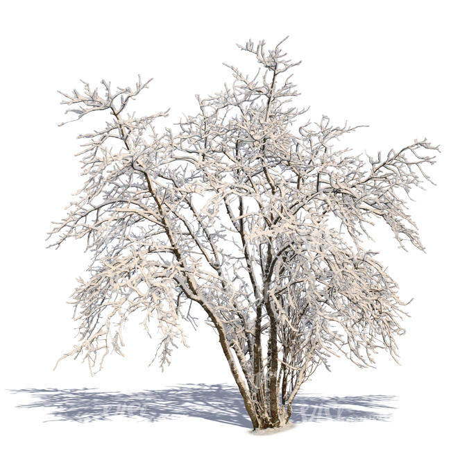 cut out tree covered with snow