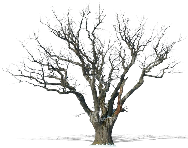 cut out leafless oak