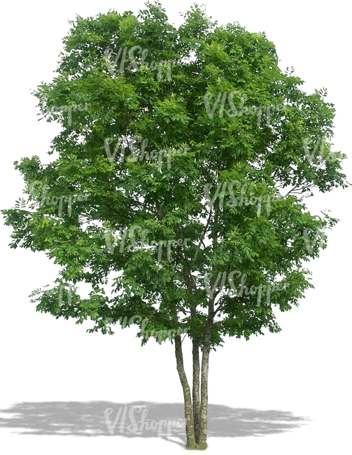 cut out medium ash tree